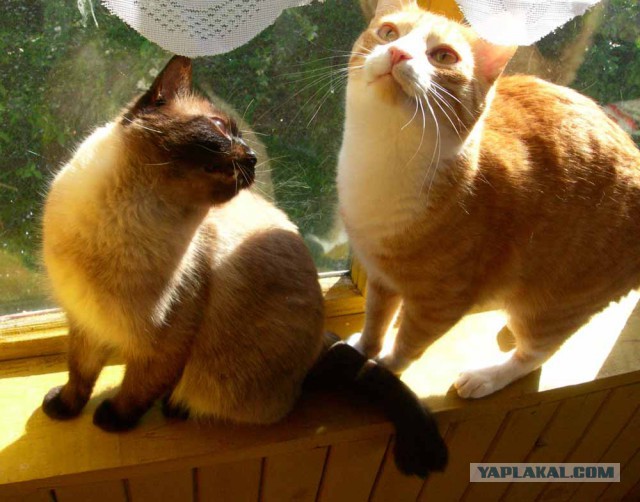 Котовторник 29.5.18