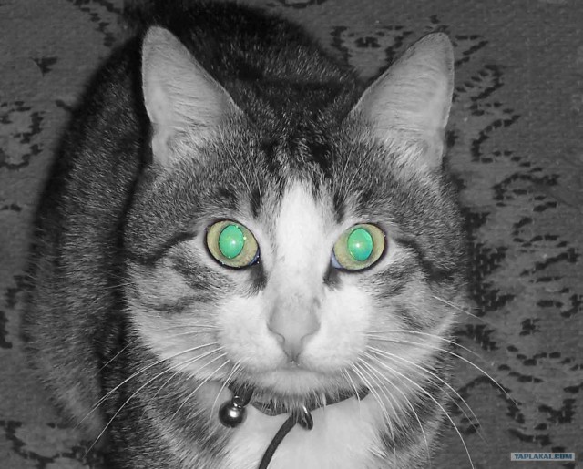Котовторник  на  ЯПлакалъ