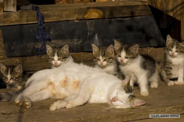Котовторник ужасов (36 фот)