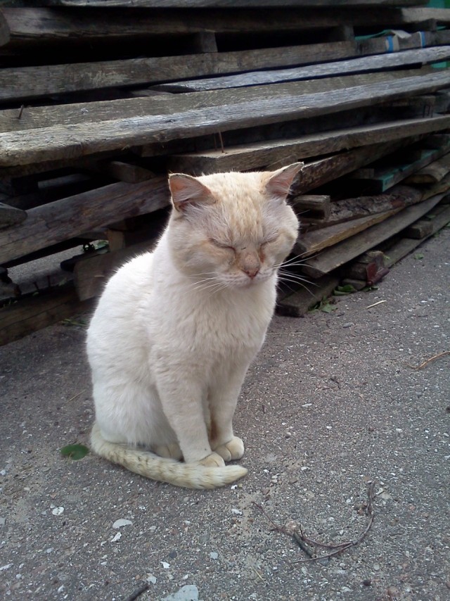 Котовторник!