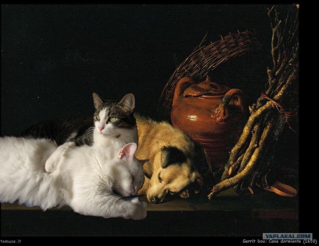 Котовторник, для любителей кошек