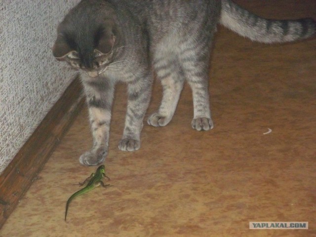 Десантный котовторник