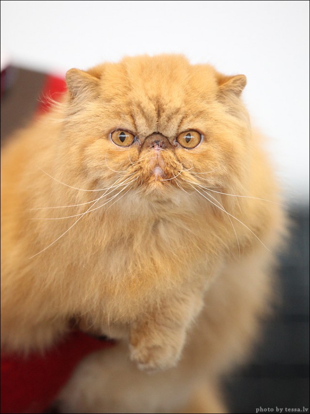 Котовторник! 08.11.11