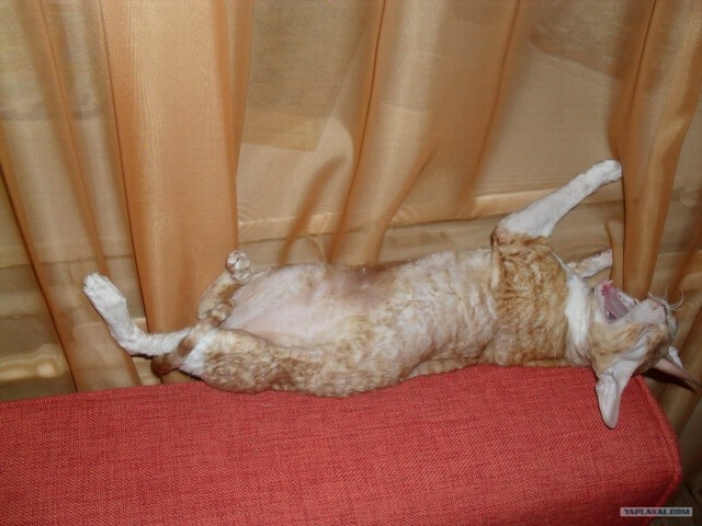 Котовторник 27.12.11