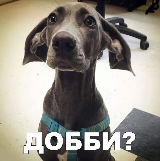Милые животные. Мимиметр сломался