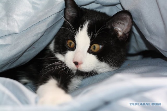 Котовторник! 13.03.2012