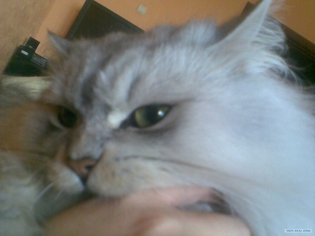 Котовторник 22.05.2012