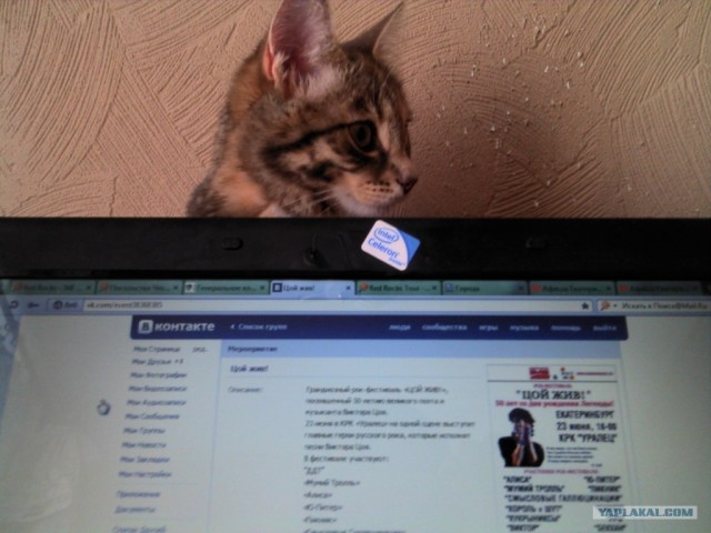 Котовторник на 26.06.12