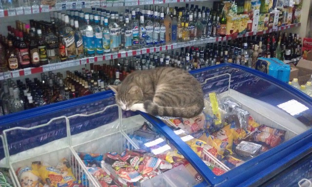 Котовторник 10. 07. 2012