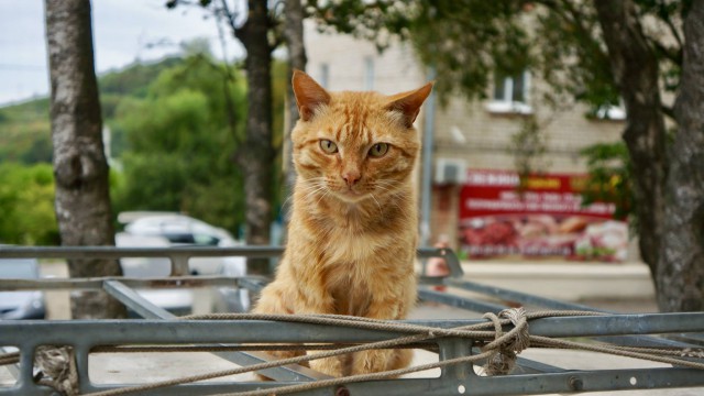Вся красота уличных котов