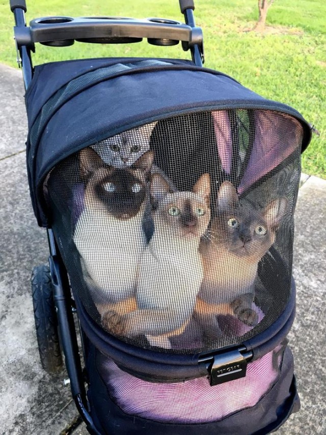 Прикольных котов пост