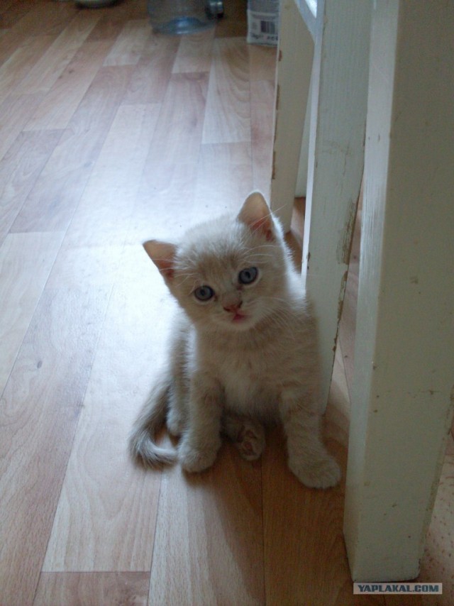 Котовторник  21.08.12