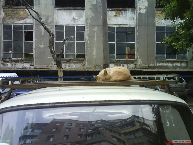 Котовторник 11.09.2012