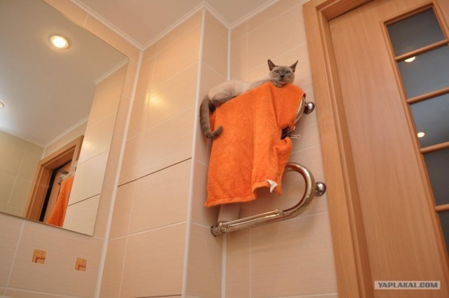 Котовторник  16.10.12