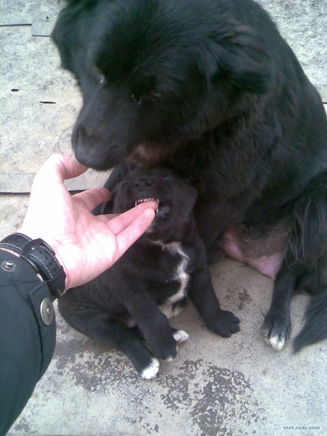 Собакочетверг 10.01.2013