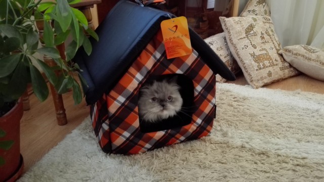 С Днём кошки!