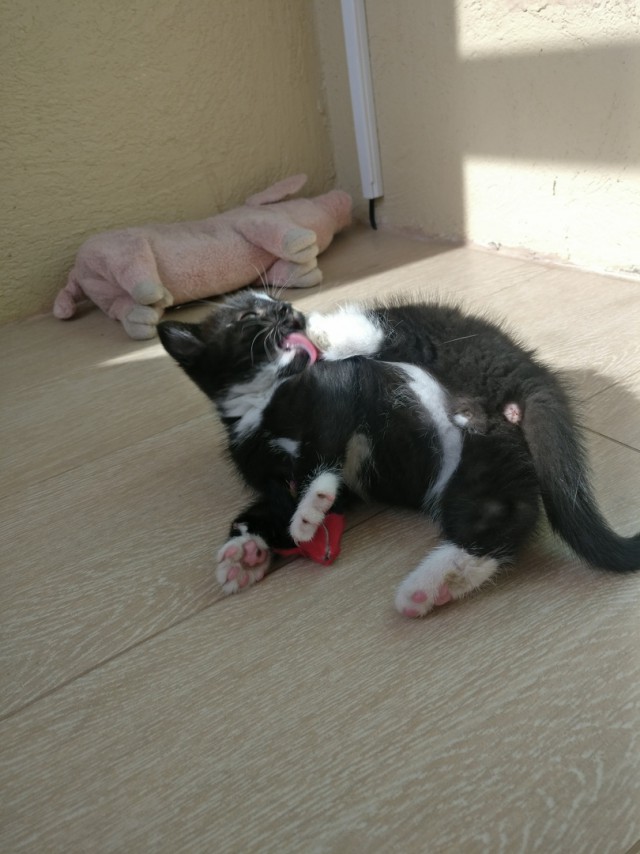 Забавные фото котеек
