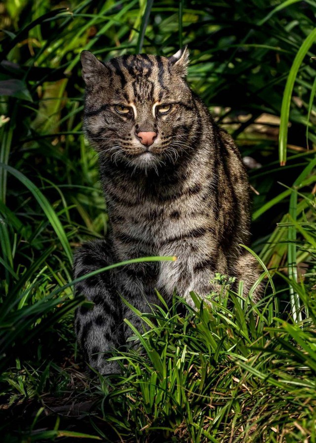 Дикий котовторник 11.06.19