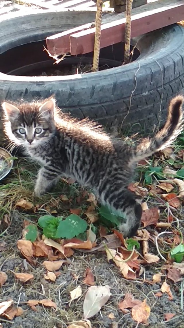 Забавные фото котеек