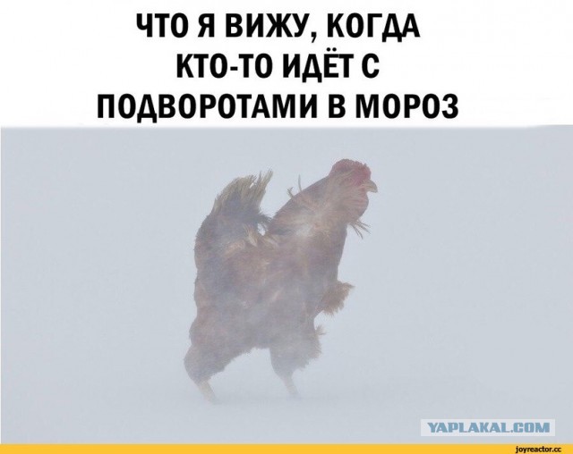 Щиколотные зайцы
