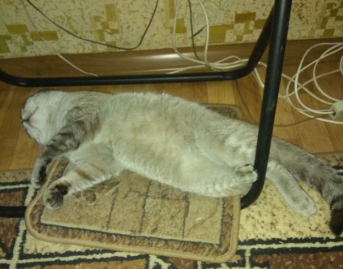 Что значит поза, в которой спит твоя кошка