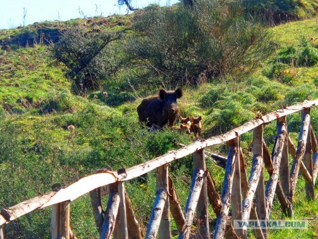 Лапша лугового флота свободного выгула