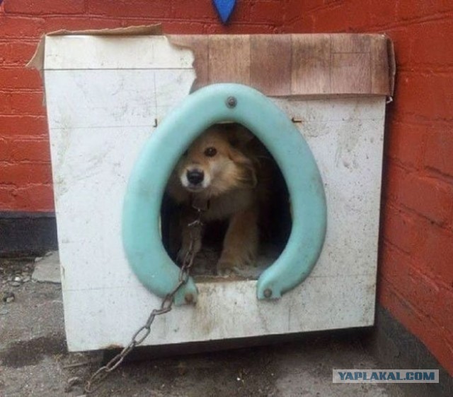 Голь на выдумку хитра