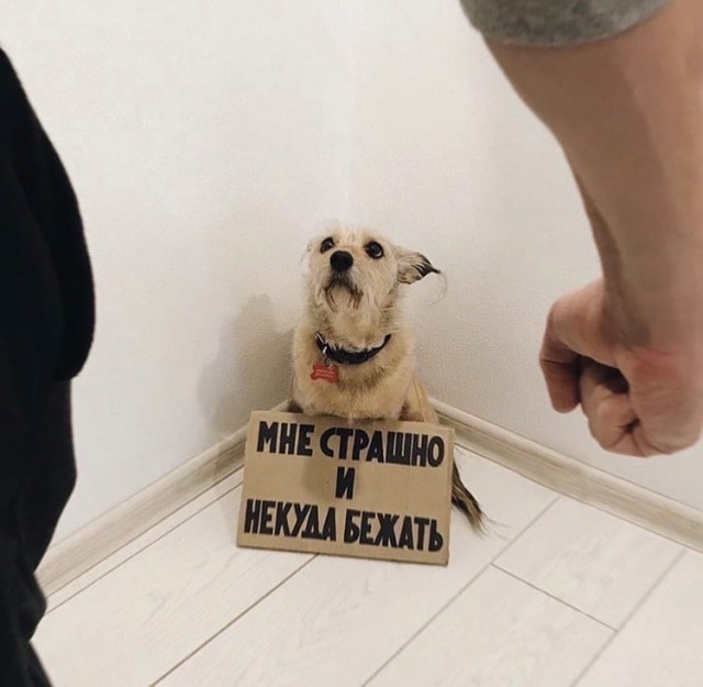 Эти забавные животные