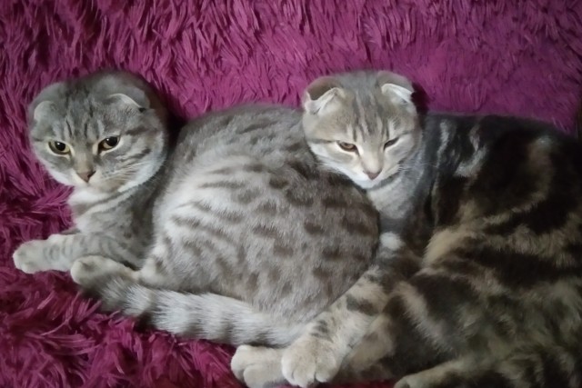 Котовторник 20.10.20