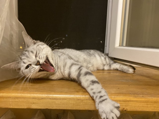 Котовторник. Знакомьтесь, Мася