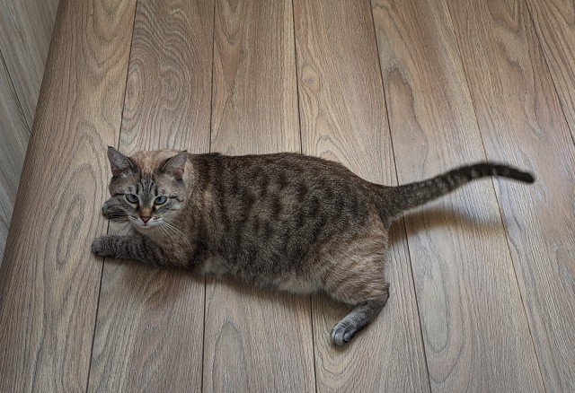 Кота обидеть может каждый