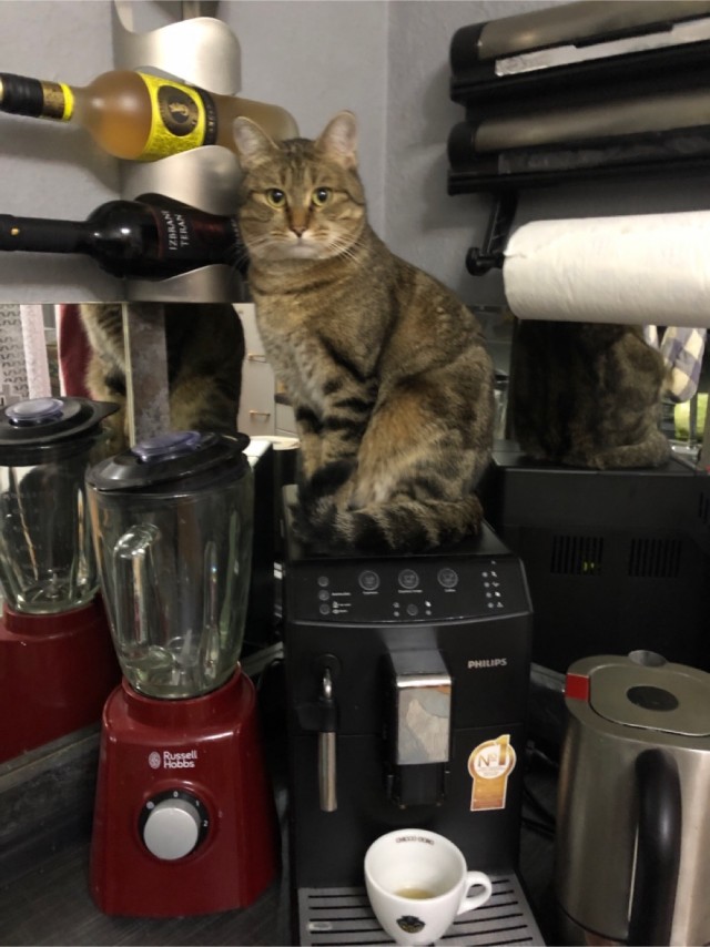 Котовторник. Наша собственная банда