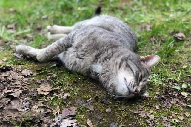 Хоба! Котовторник!