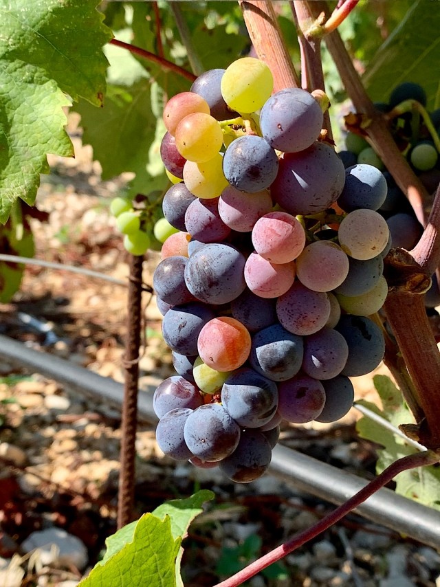 Кулинарная общалка