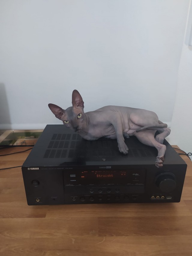 Солнце котовторника уже встало, Господа!