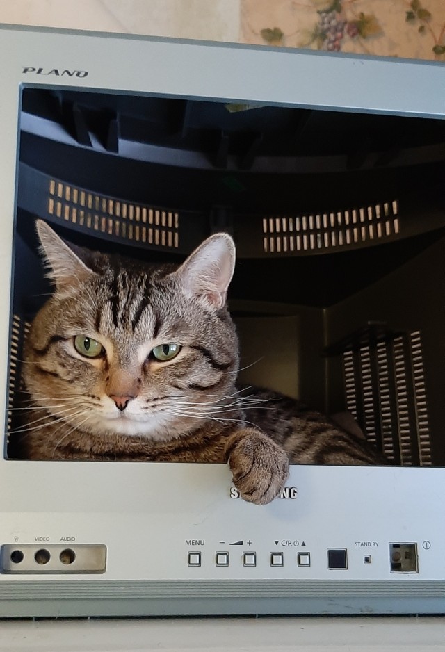 Котовторник. Февраль