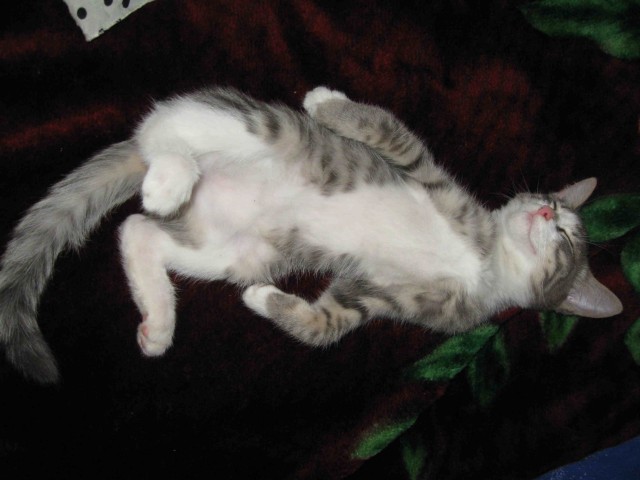 Котовторнику посвящается