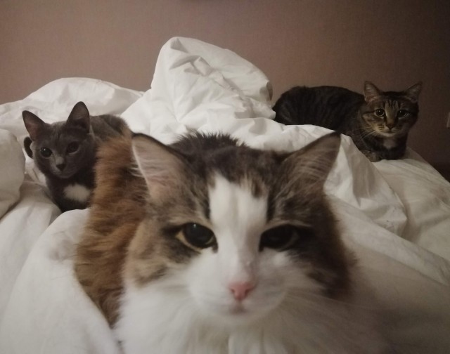 Котовторник