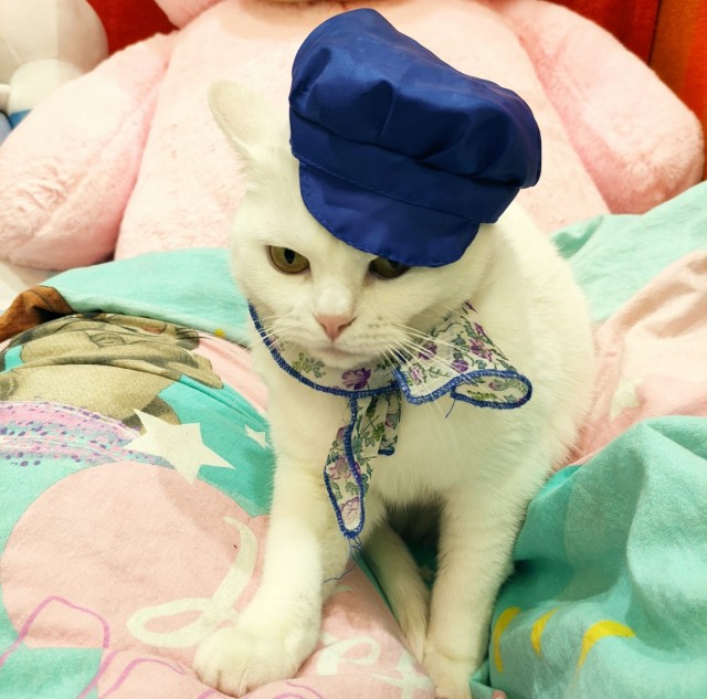 С праздником и котофторником!