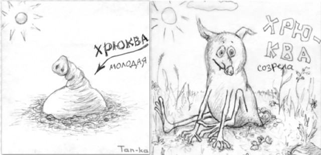 Cвиньи вокруг