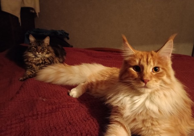 Кошка