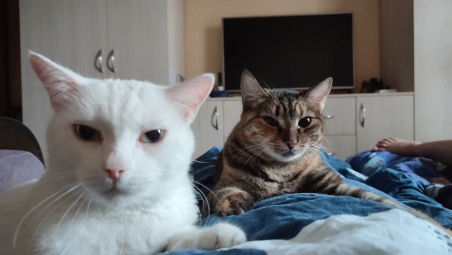 Котовторник 18.10.22