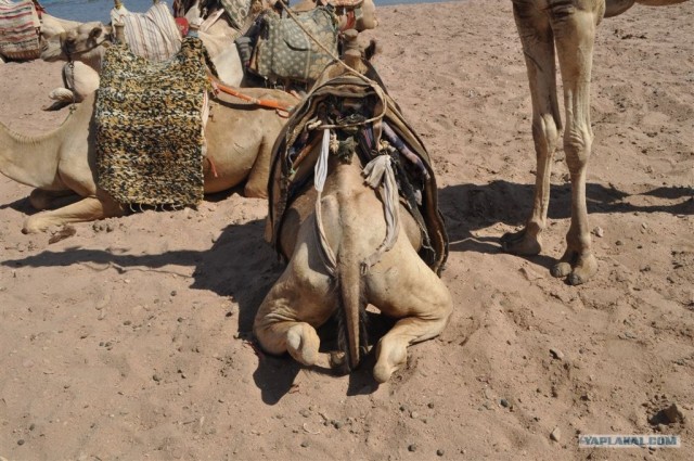 Как я ездил в Египет