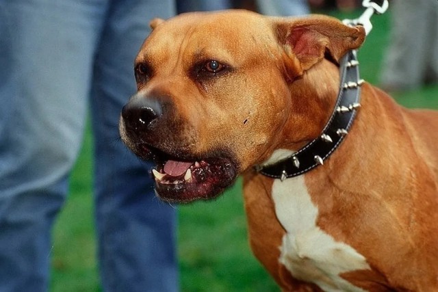 В Москве собака загрызла своего хозяина во время приступа эпилепсии