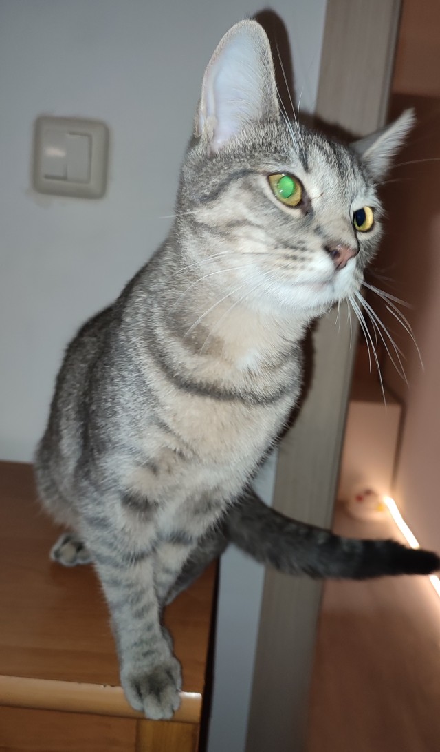 Вторник, ваши коты и кошки в студию