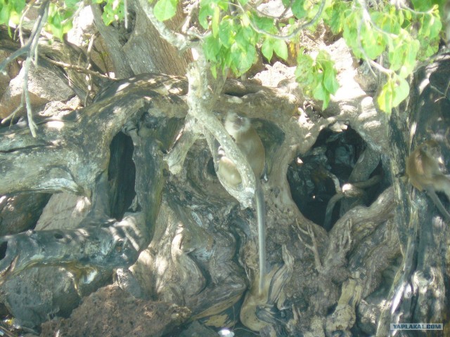 Немного Тая