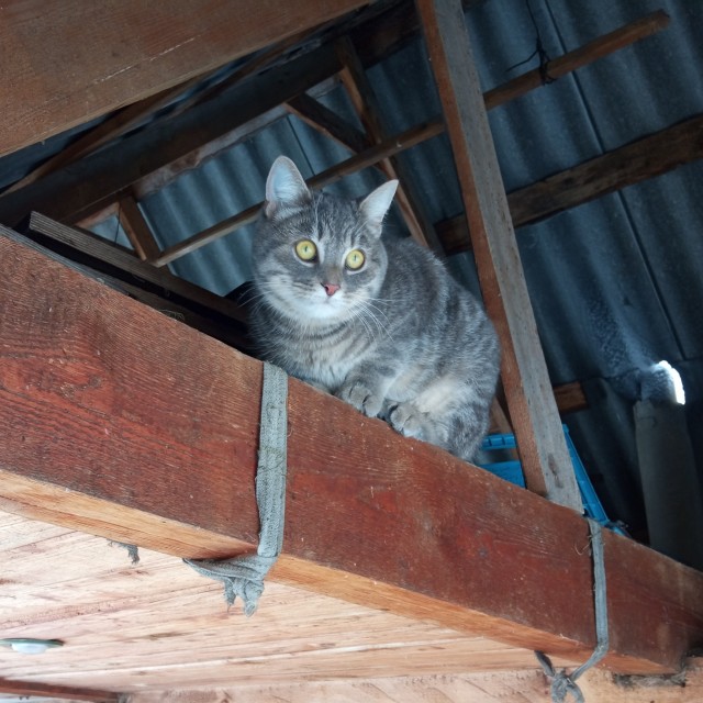 К котовторнику