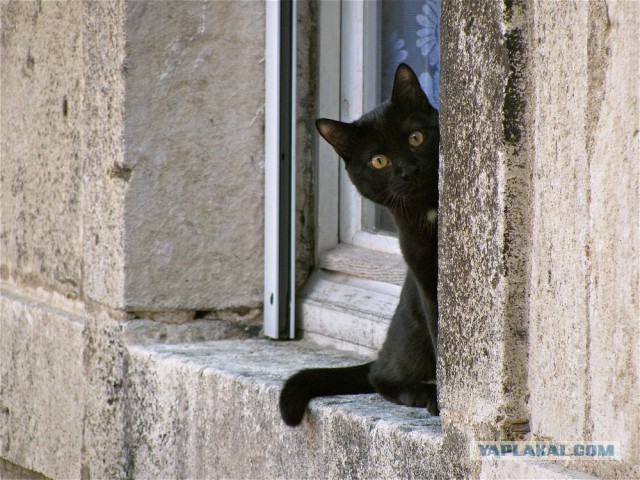 Котовторник 26.03.2013