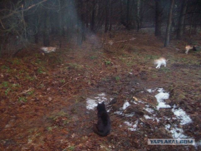 Жизнь домашнего приюта для котеек 434