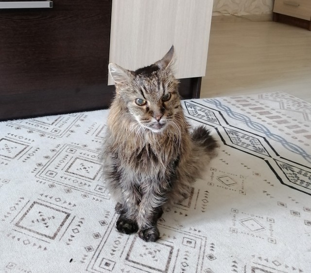 Беззубик